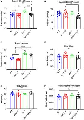 Loss of Angiotensin II Type 2 Receptor Improves Blood Pressure in Elastin Insufficiency